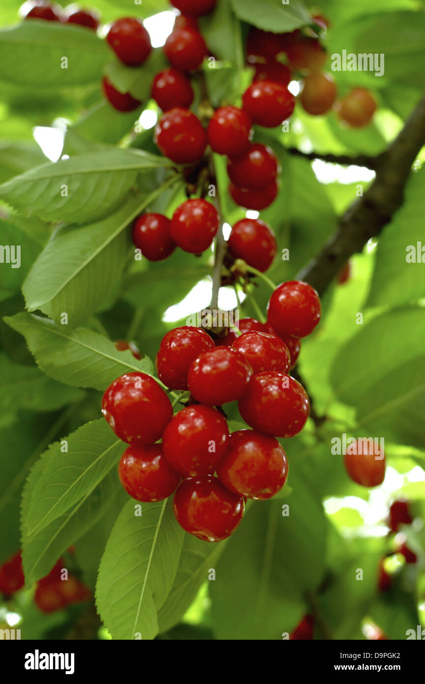 Gustose ciliegie mature appesi a un ramo di albero. Foto Stock