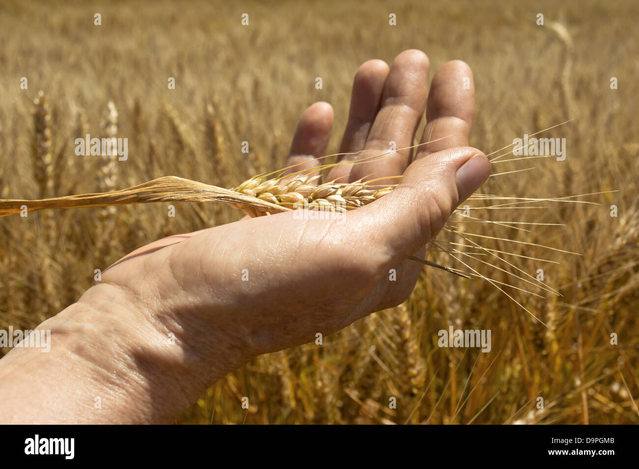 Spighe di grano in mano. Concetto di raccolto Foto Stock