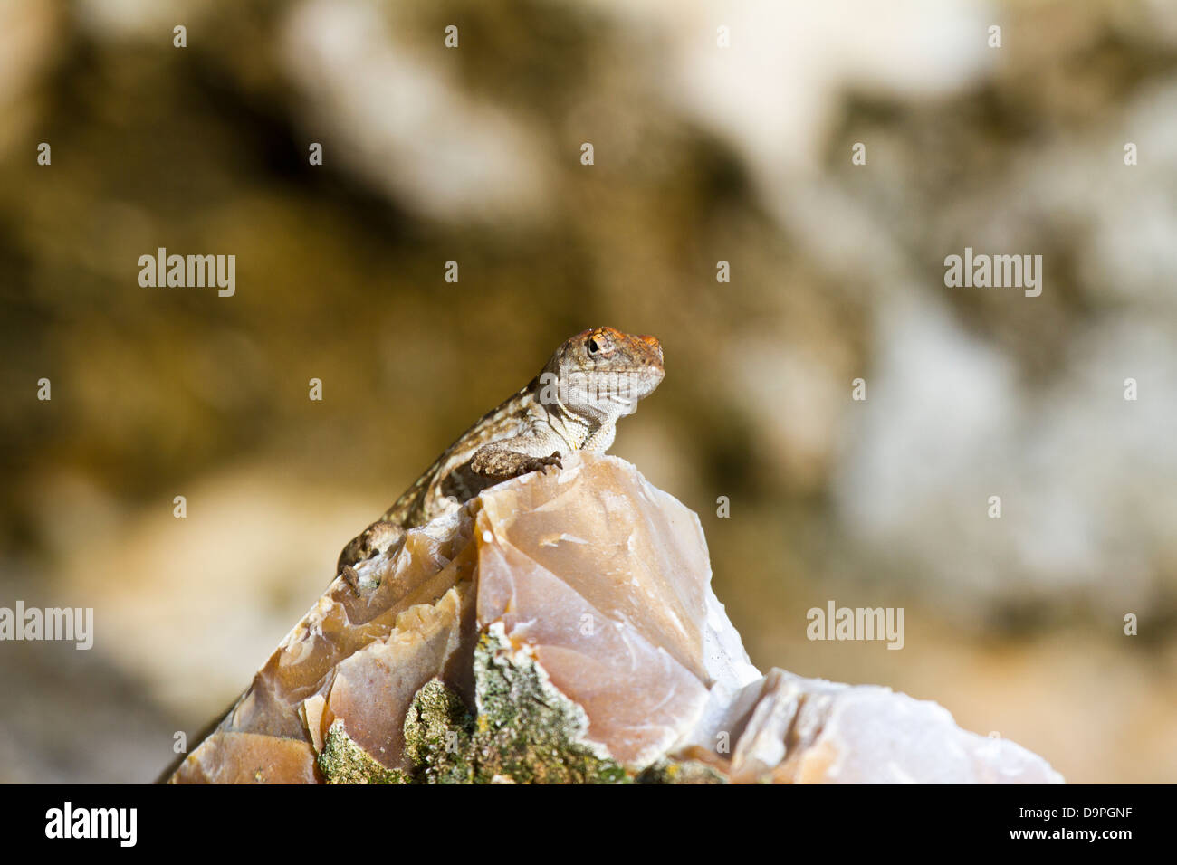 Anole Lizard guardando fuori Foto Stock