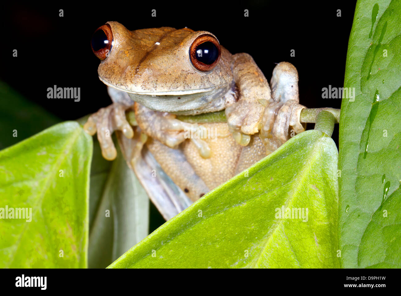 Mappa treefrog (Hypsiboas geographicus) nel sottobosco della foresta pluviale, Ecuador Foto Stock