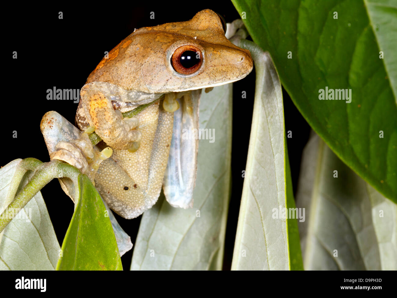 Mappa treefrog (Hypsiboas geographicus) nel sottobosco della foresta pluviale, Ecuador Foto Stock