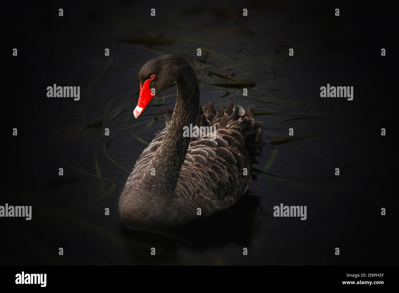 Black Swan Lake pupuke cygnus atratus Foto Stock