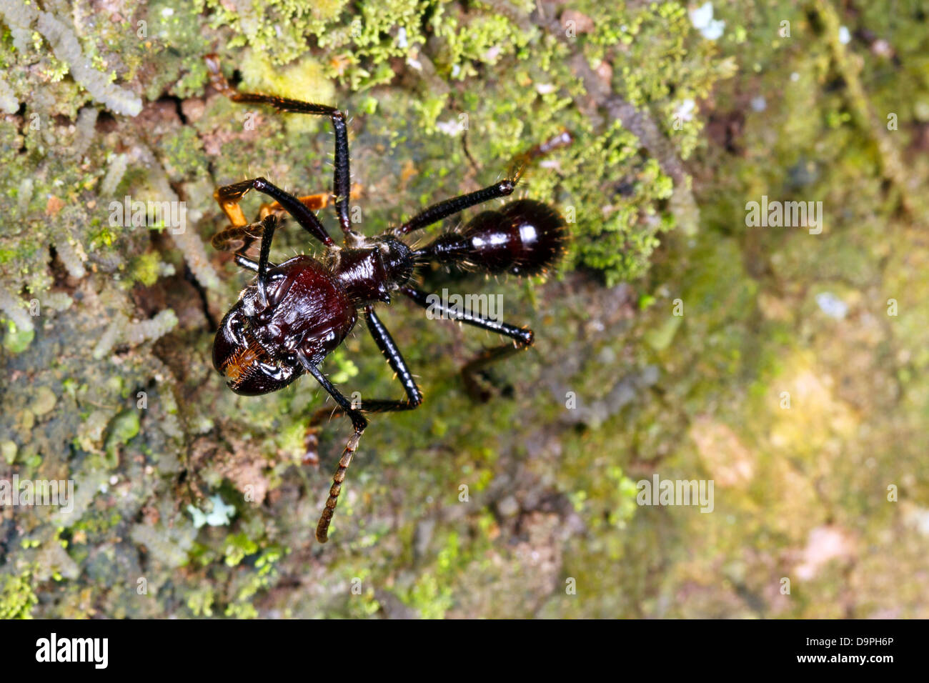 Bullet o Conga Ant (Paraponera clavata) nella foresta pluviale, Ecuador. Un pericoloso specie con un molto dolorose e Sting. Foto Stock