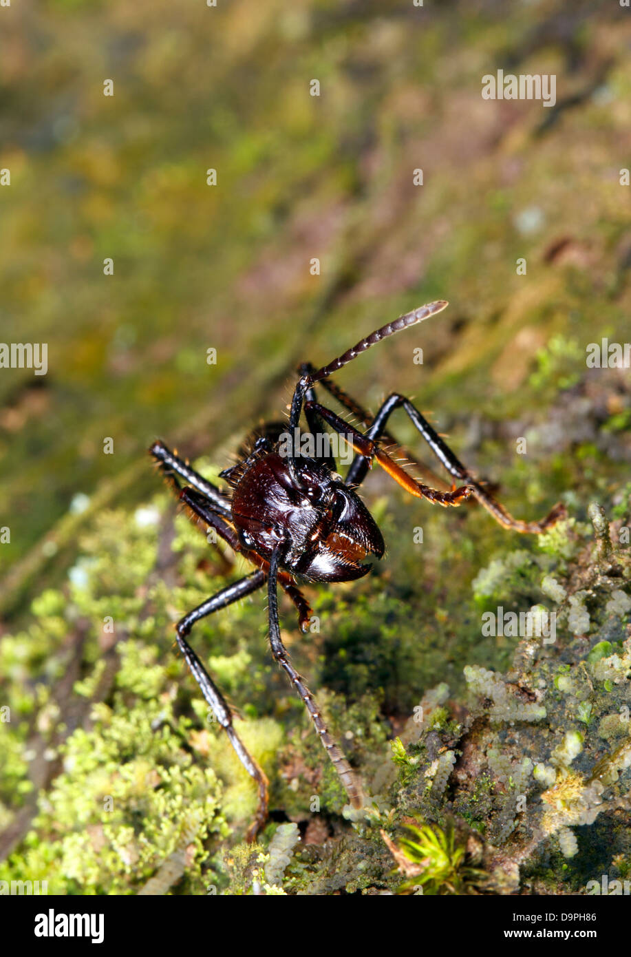 Bullet o Conga Ant (Paraponera clavata) nella foresta pluviale, Ecuador. Un pericoloso specie con un molto dolorose e Sting. Foto Stock