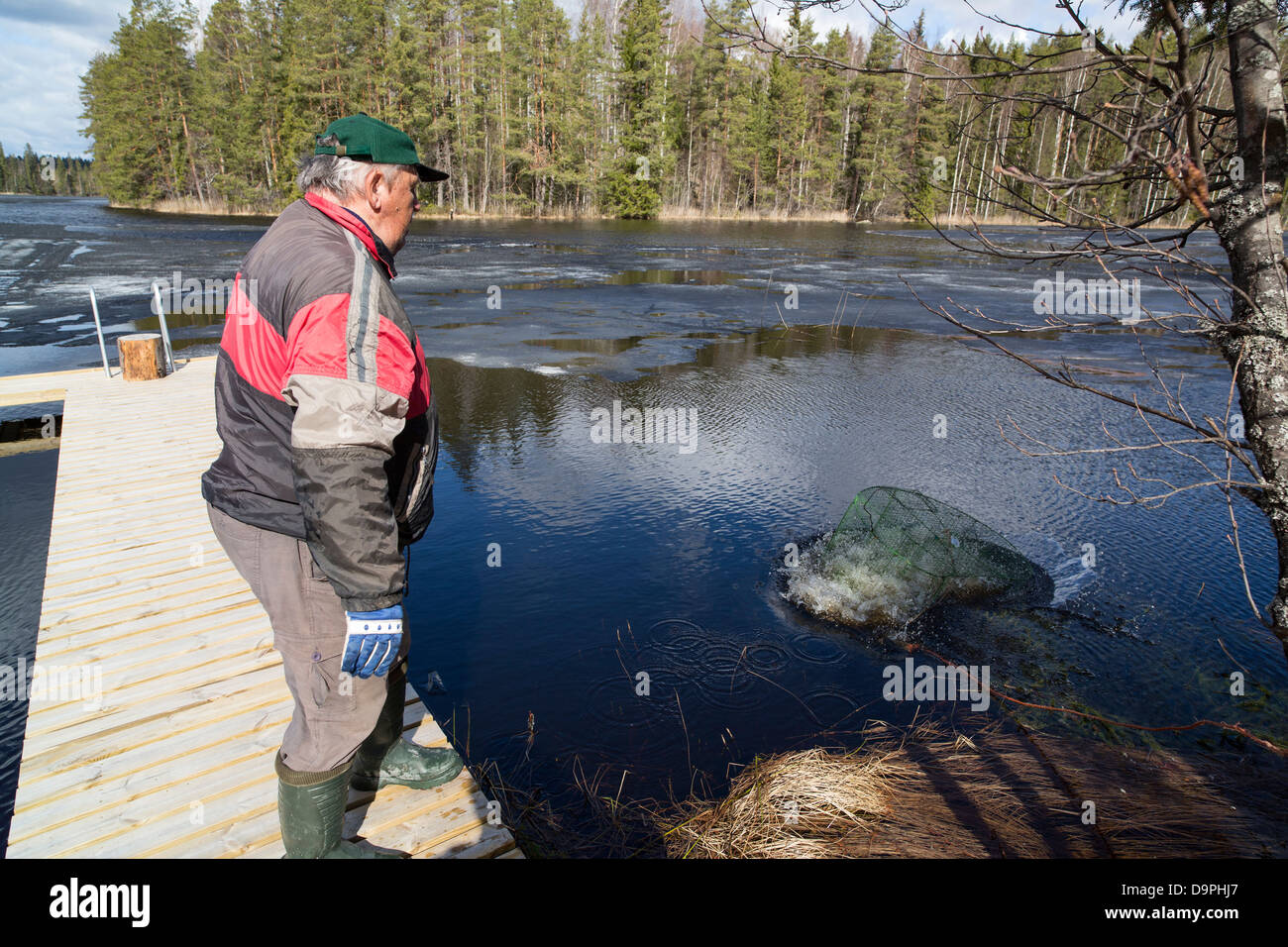 Uomo anziano gettando una trappola di pesce ( katiska ) in acqua , Finlandia Foto Stock