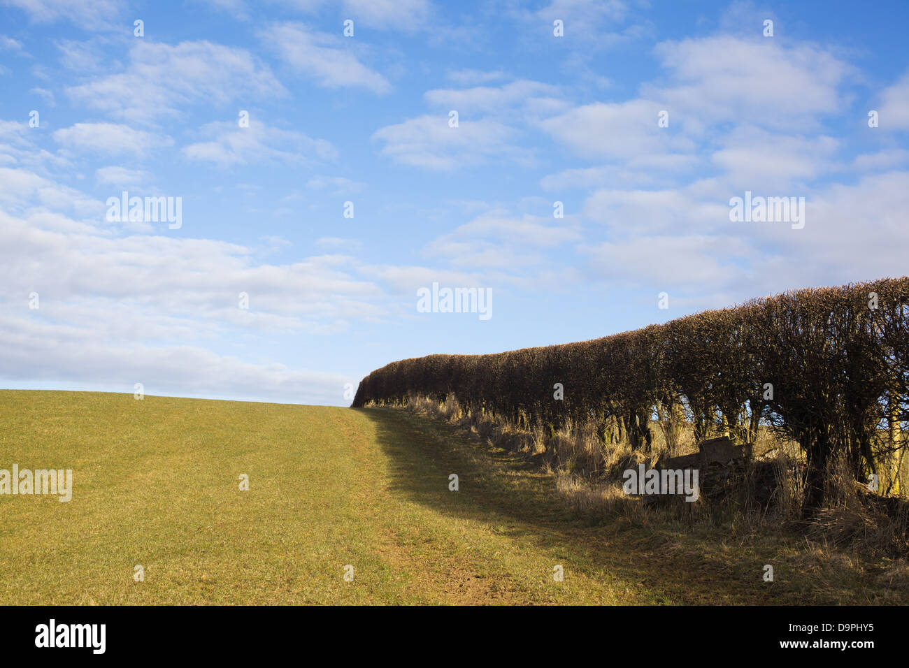 Hedge fila contro un luminoso cielo blu. Foto Stock
