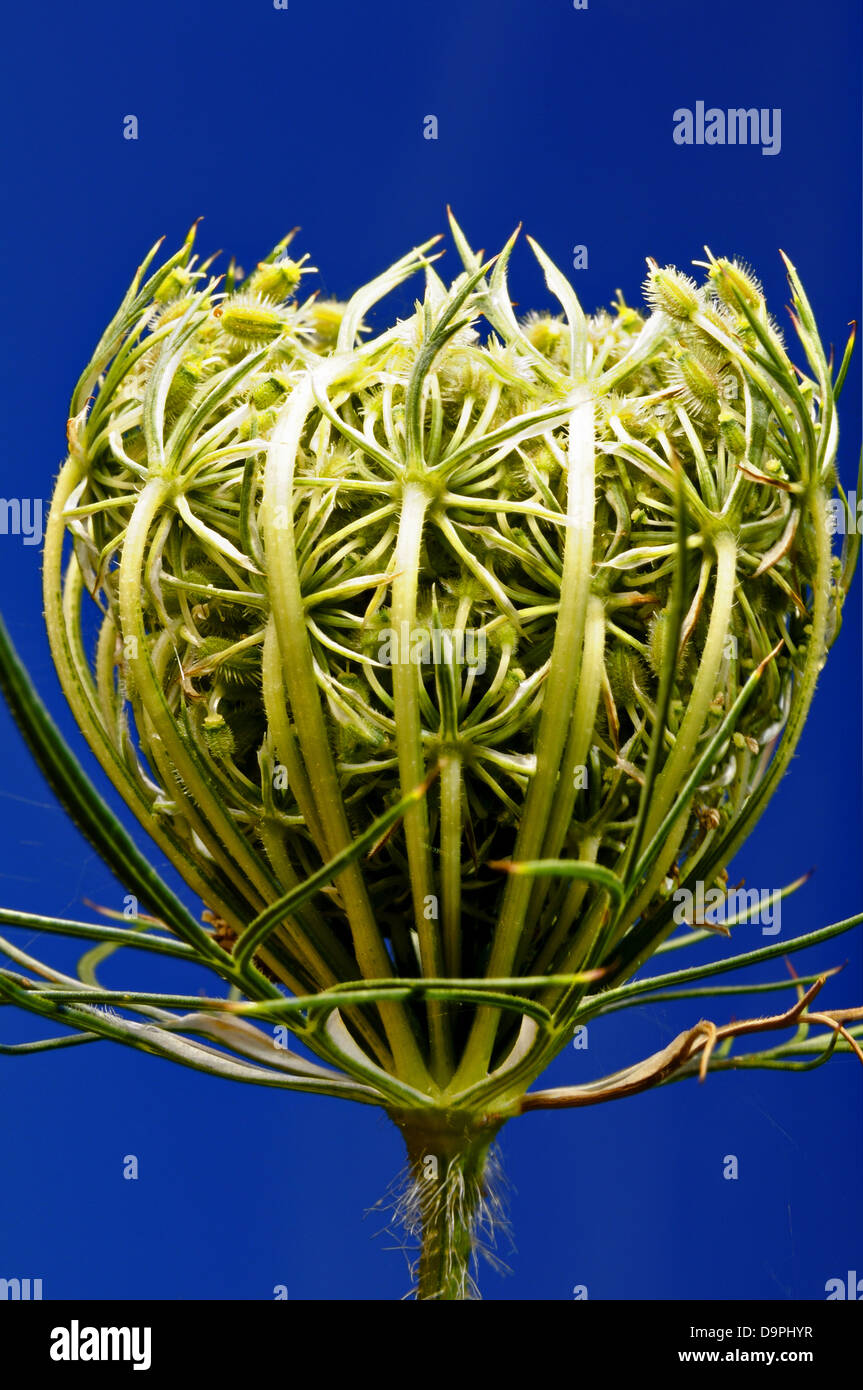 Chiuso fiore della pianta umbrellifers. Foto Stock