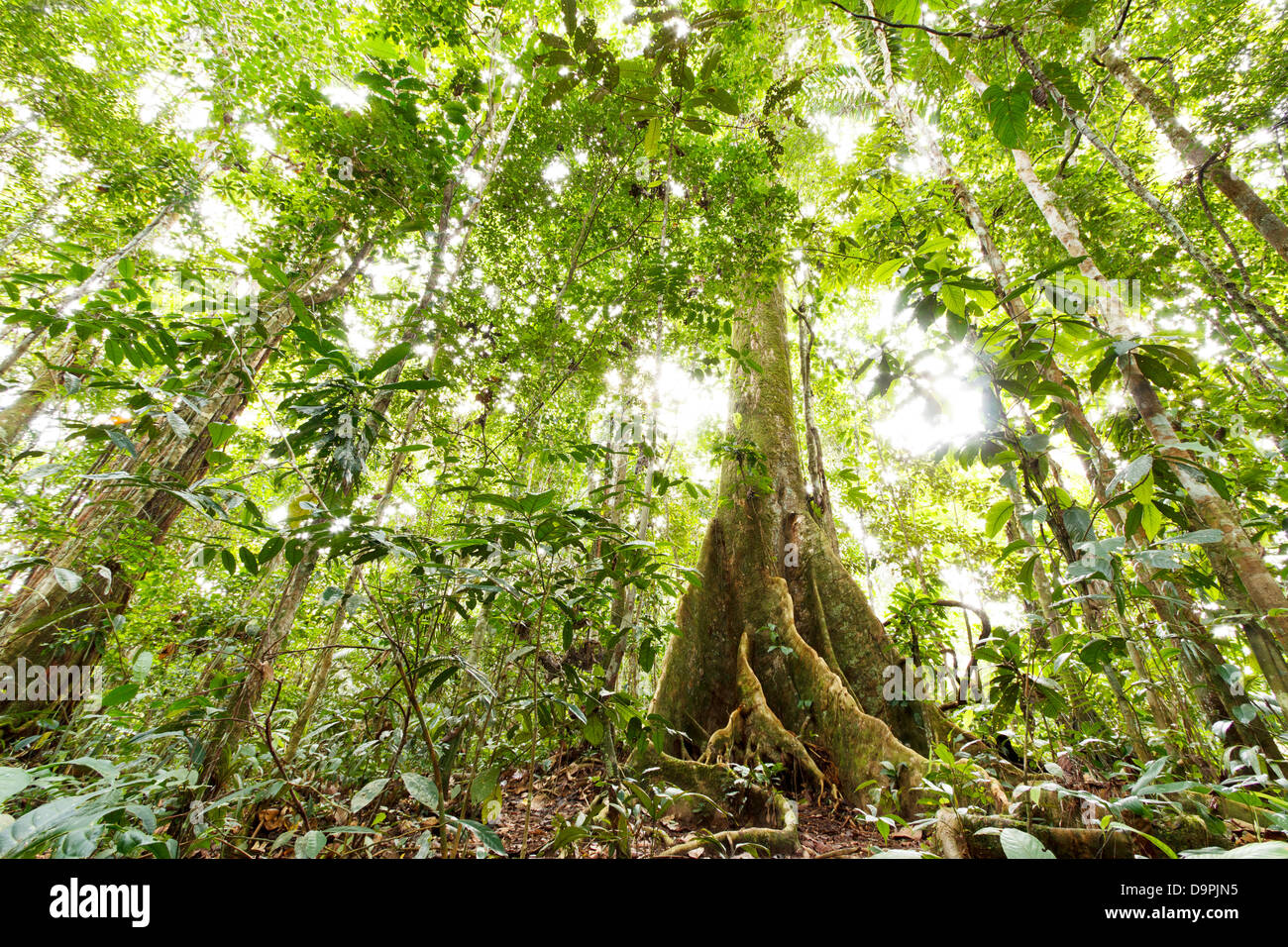 Basso angolo vista della foresta pluviale tropicale con una grande arginato tree root, Ecuador Foto Stock