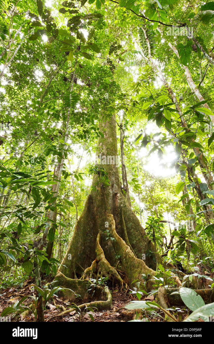 Grande albero nella foresta pluviale primaria con radici quadrate, Ecuador Foto Stock