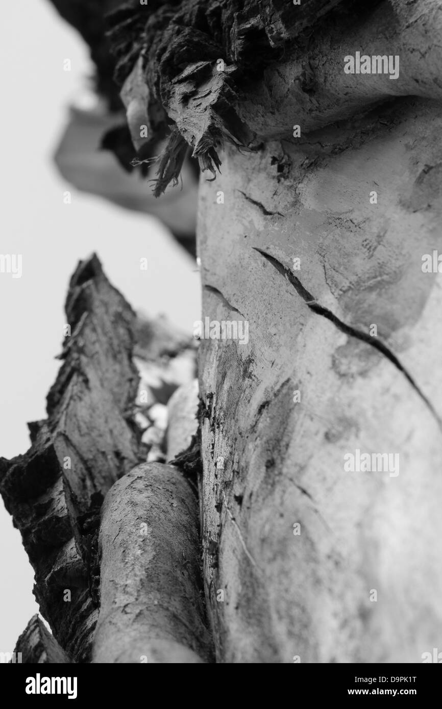 Una macro immagine di un vecchio albero di perdere la sua corteccia. Foto Stock