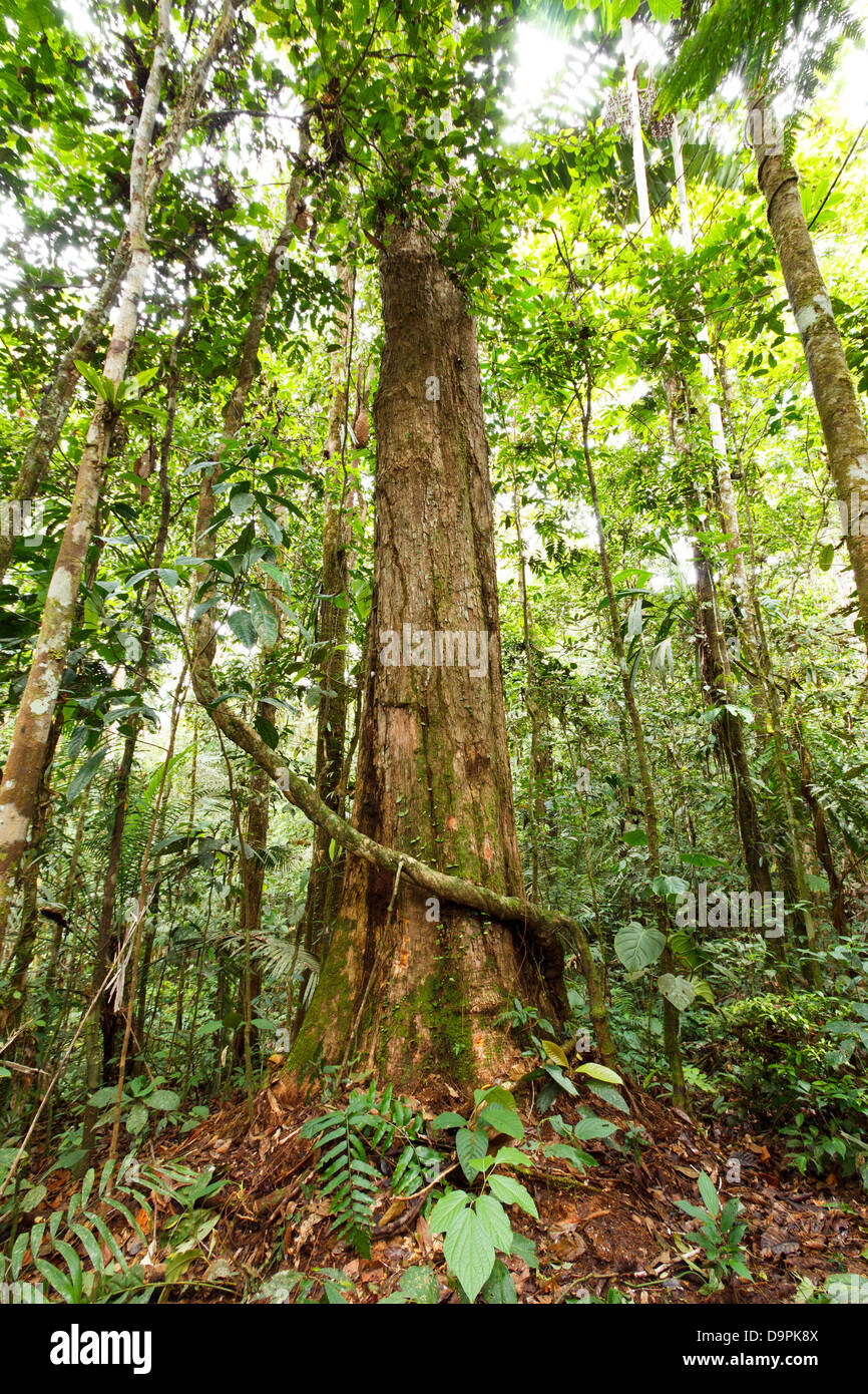 Grande albero nella foresta pluviale primaria, Ecuador Foto Stock