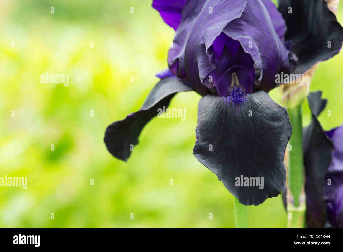 Iris barbuto 'Germanica' Fiore Foto Stock