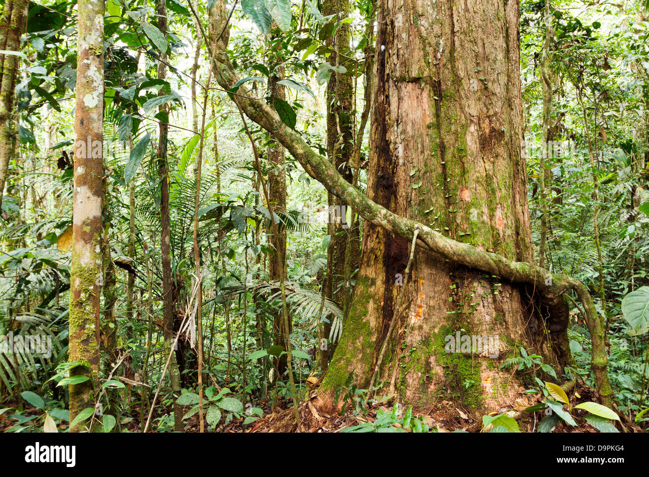 Grande albero nella foresta pluviale primaria, Ecuador Foto Stock
