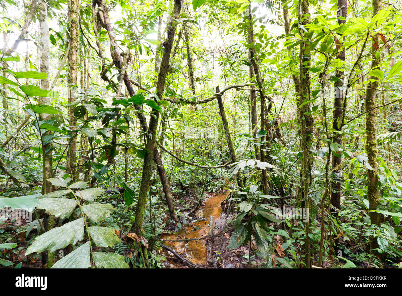 Interno della foresta pluviale tropicale in Amazzonia ecuadoriana guardando sopra un piccolo ruscello. Foto Stock