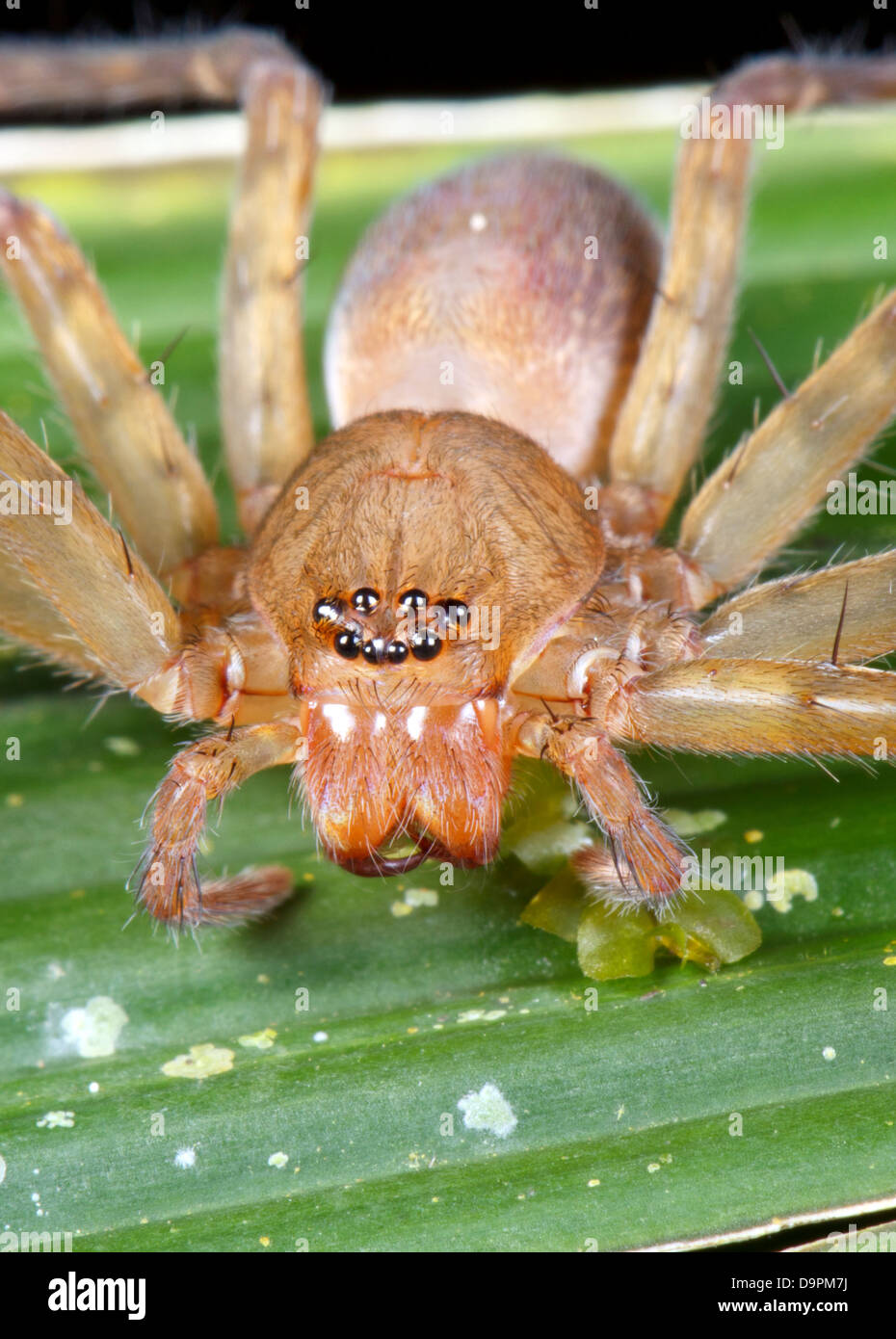 Il ragno tropicale con 8 occhi. Su una foglia nella foresta pluviale, Ecuador Foto Stock