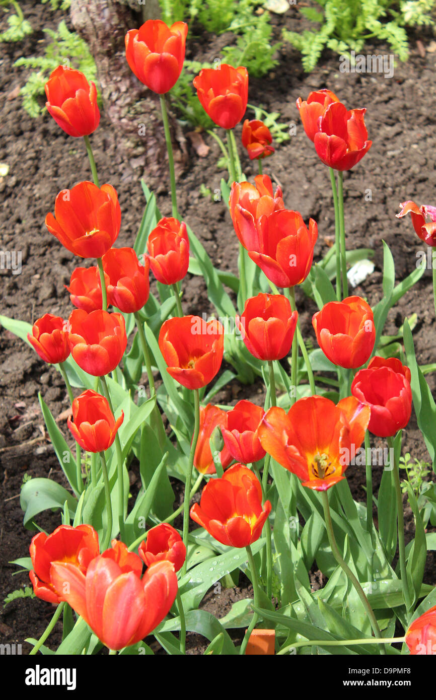 Tulipani rossi in fiore. Foto Stock