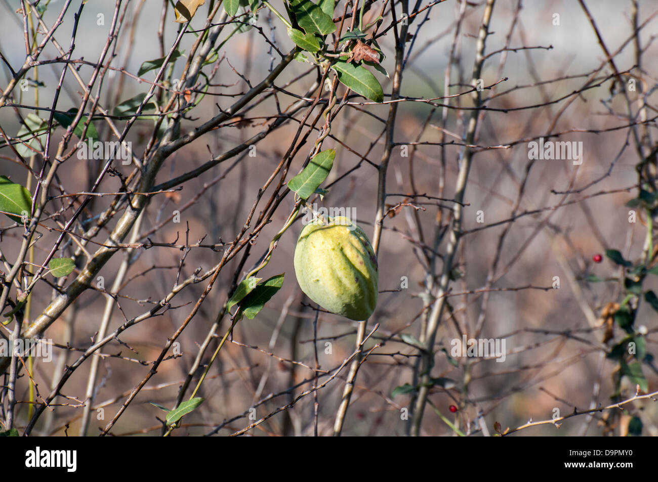 Strano frutta verde di mandorla Foto Stock