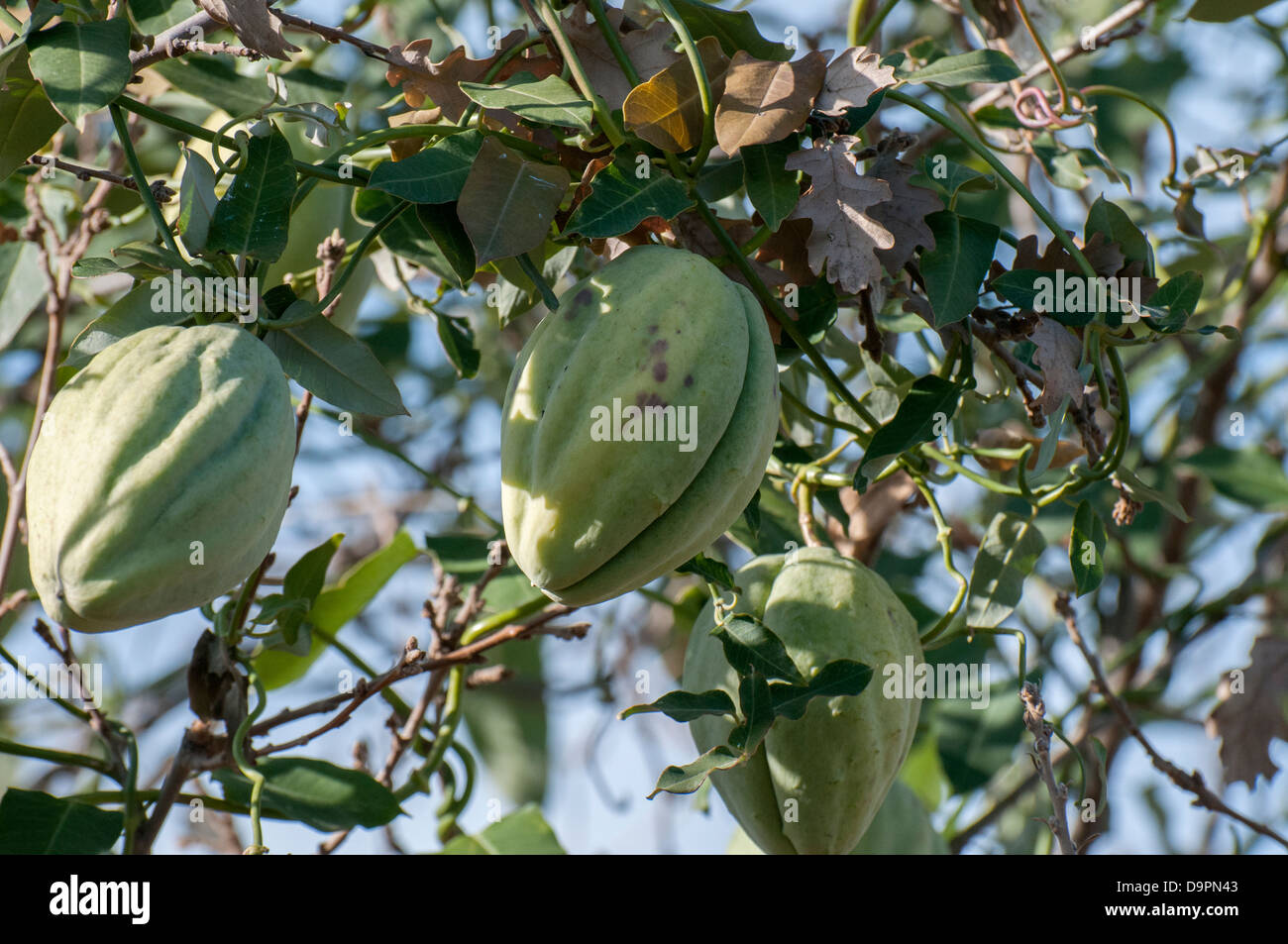 Strano frutta verde di mandorla Foto Stock