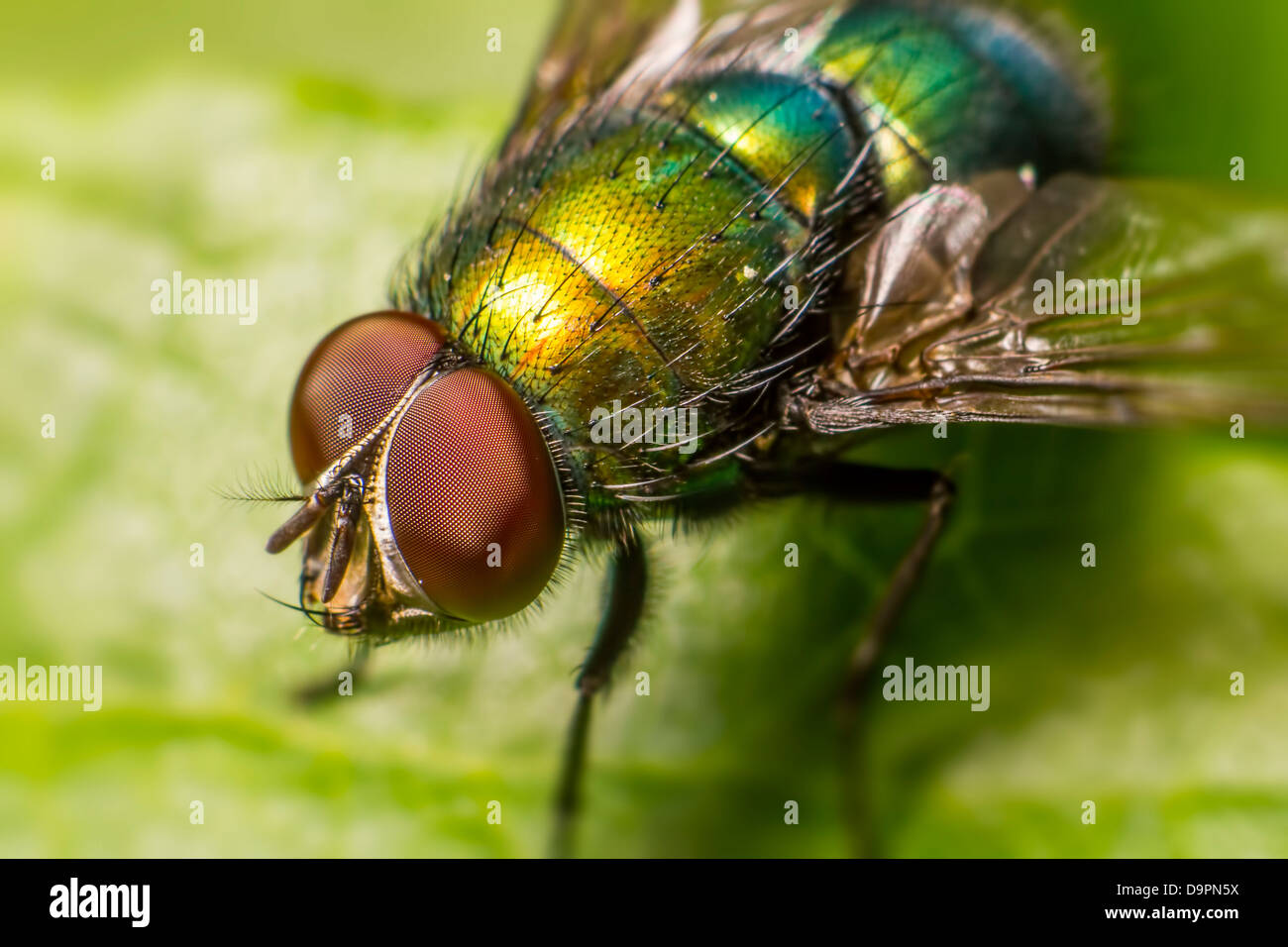 Ritratto di una mosca Foto Stock