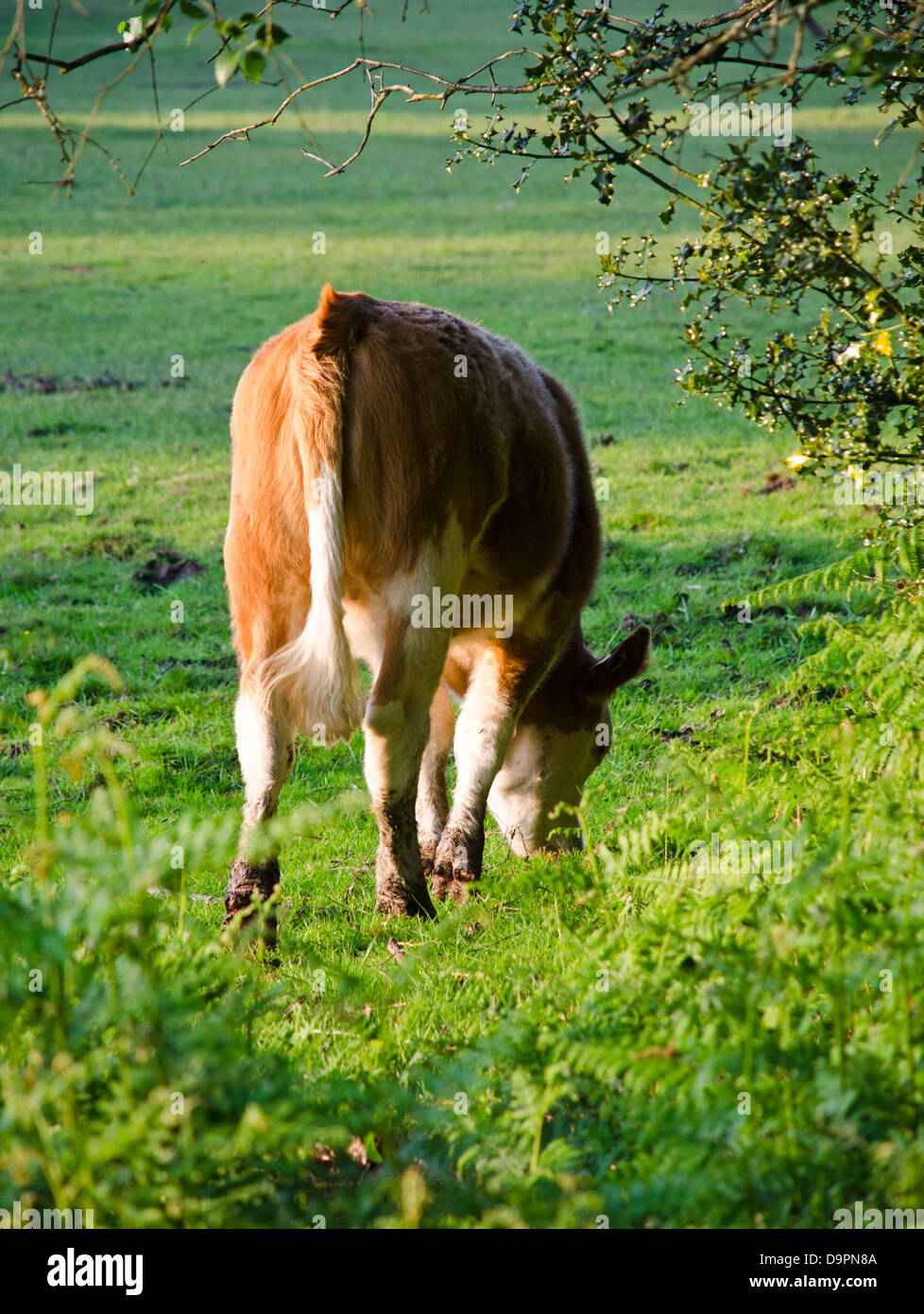 Alimentazione di vacca nuova foresta Foto Stock