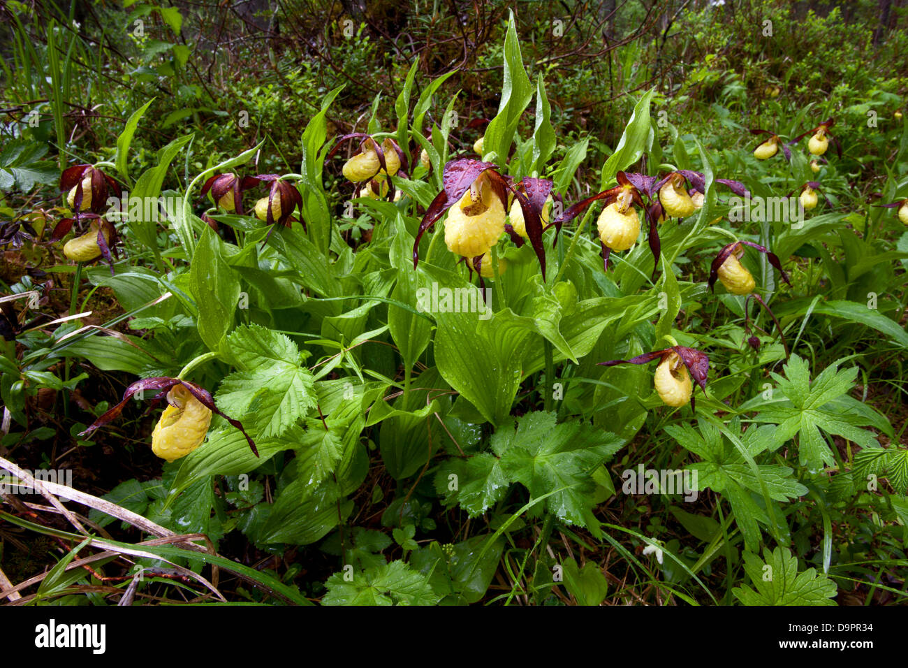 Varietà di orchidee viola (Cypripedium Calceolus) Foto Stock