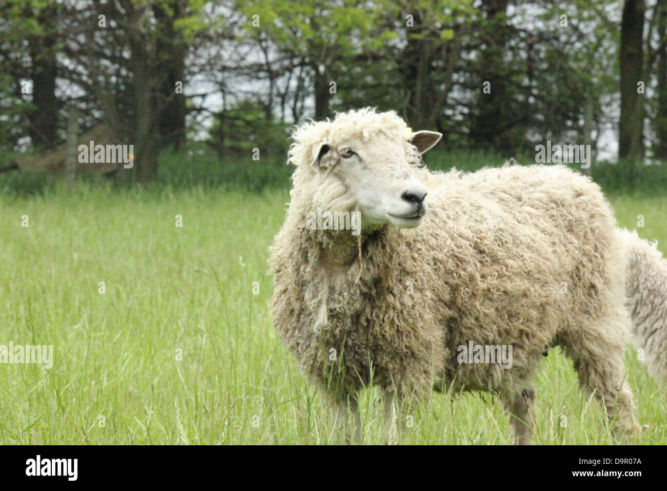 Una foto di una pecora in un campo di Earlham Iowa. Foto Stock