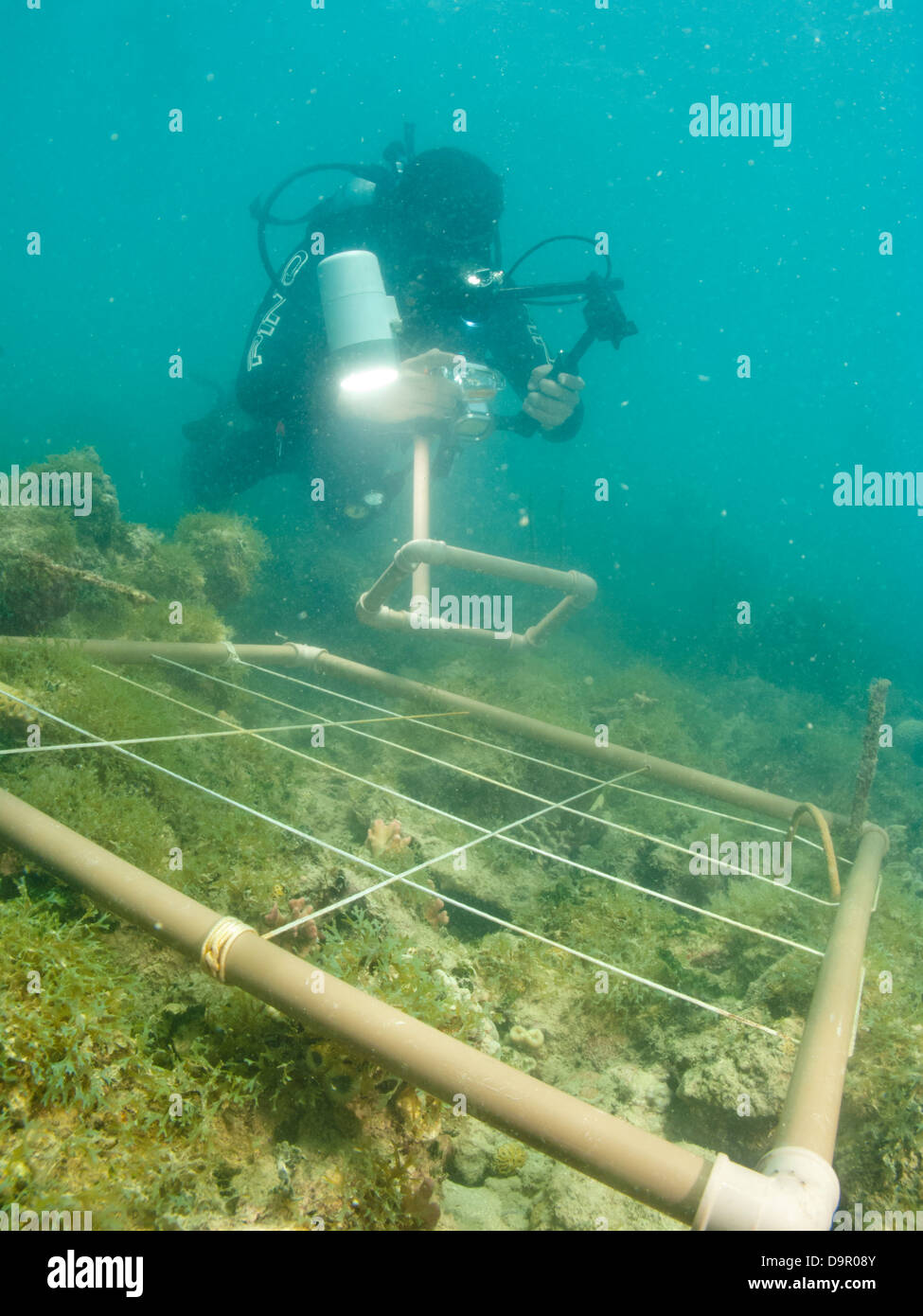 Ricerca subacquea su una barriera corallina utilizzando la fotografia digitale per fare secare specie conta in Abrolhos, Brasile Foto Stock