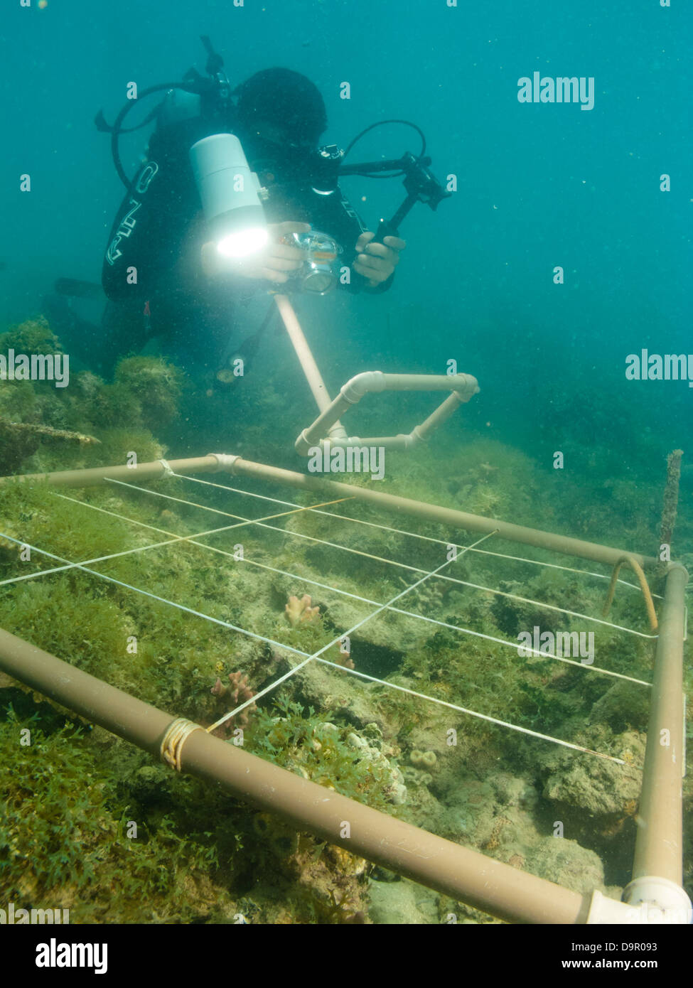 Ricerca subacquea su una barriera corallina utilizzando la fotografia digitale per fare secare specie conta in Abrolhos, Brasile Foto Stock