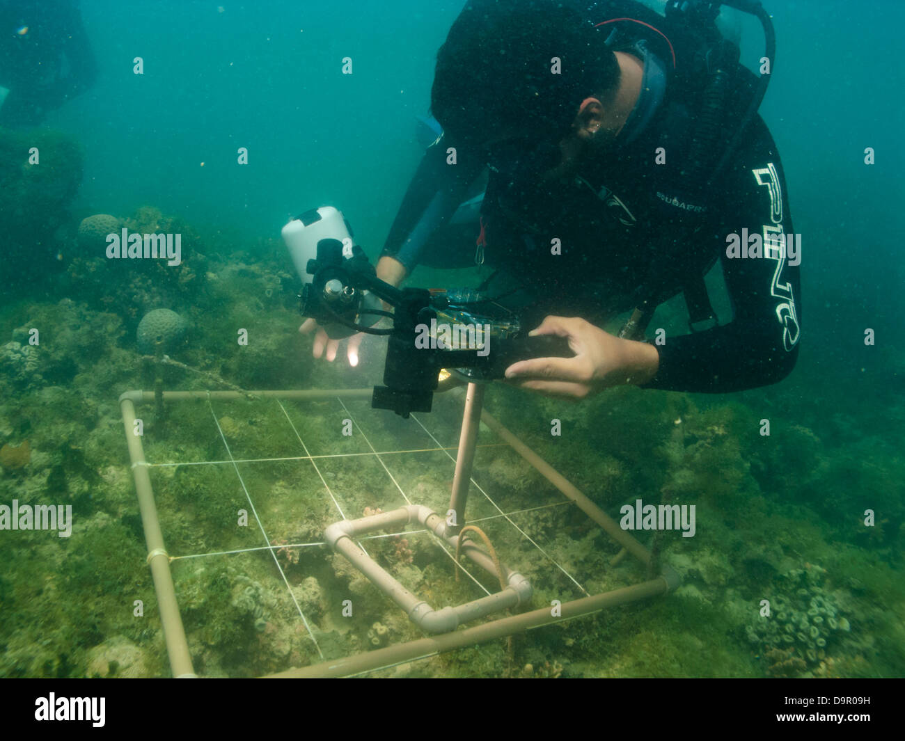 Ricerca subacquea su una barriera corallina utilizzando la fotografia digitale per fare secare specie conta in Abrolhos, Brasile Foto Stock