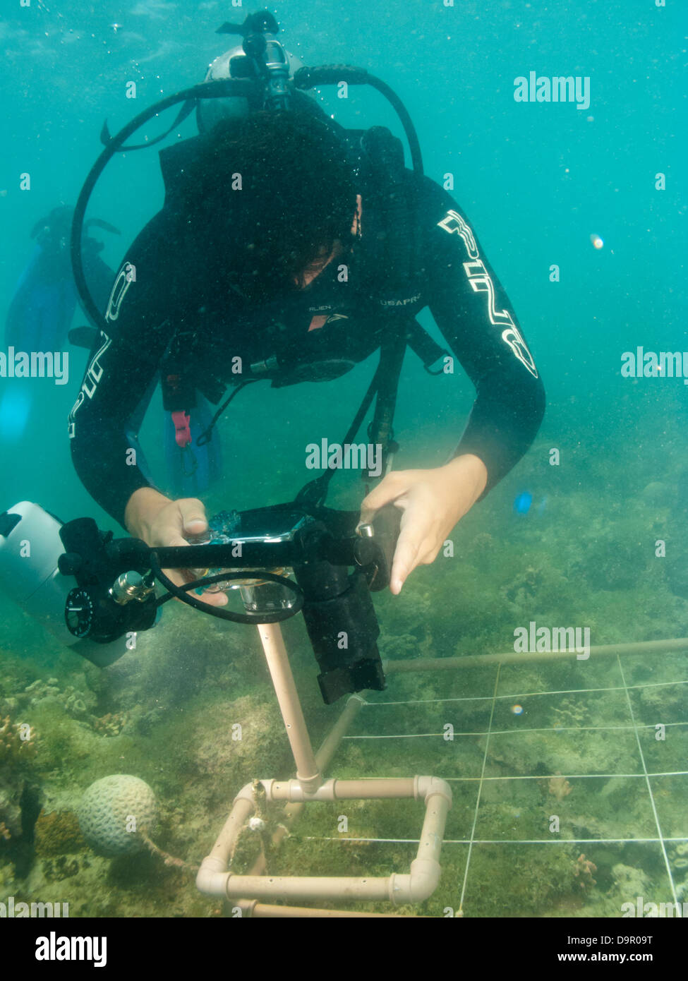 Ricerca subacquea su una barriera corallina utilizzando la fotografia digitale per fare secare specie conta in Abrolhos, Brasile Foto Stock