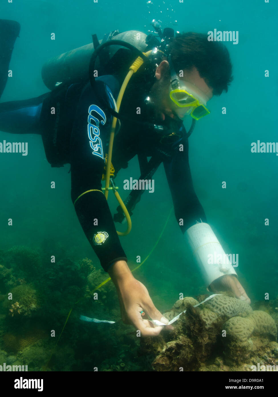 Ricerca subacquea su una barriera corallina utilizzando la fotografia digitale per fare secare specie conta in Abrolhos, Brasile Foto Stock