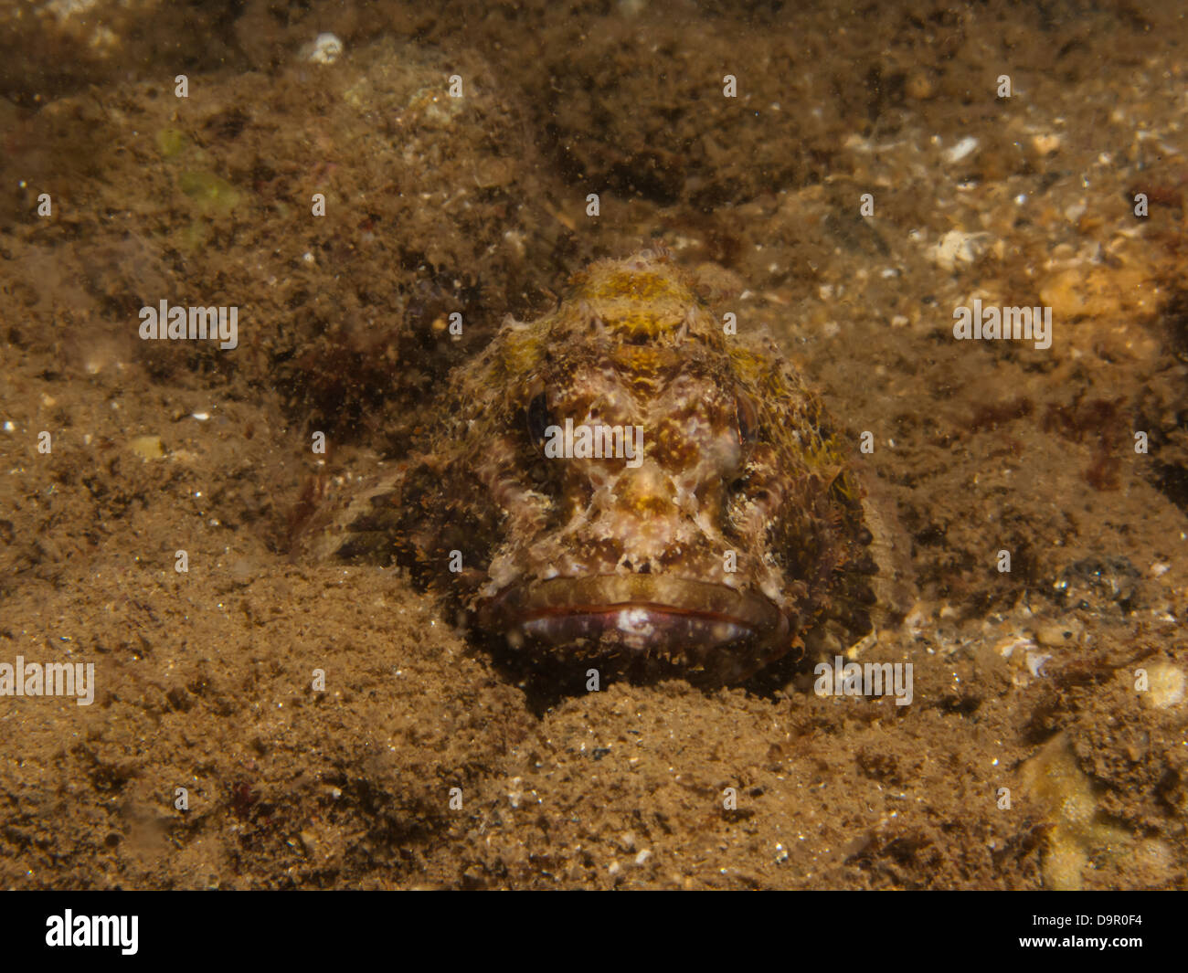 Il camuffamento stone fish ritratto subacqueo Foto Stock