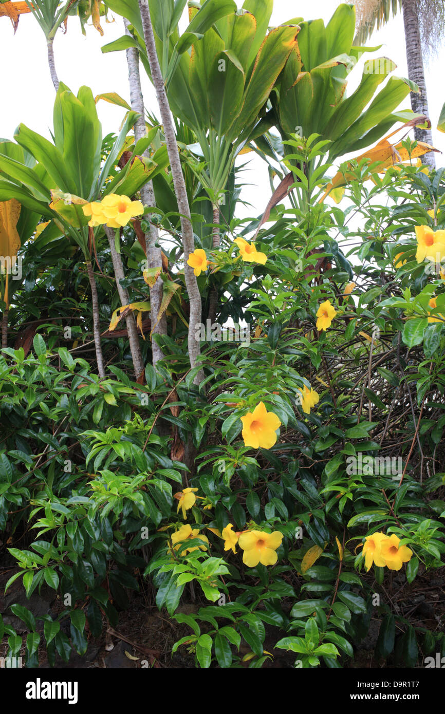 Hibiscus giallo alle Hawaii Foto Stock