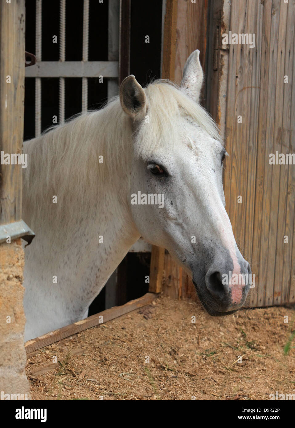 Cavallo cercando nella stalla fienile finestra Foto Stock