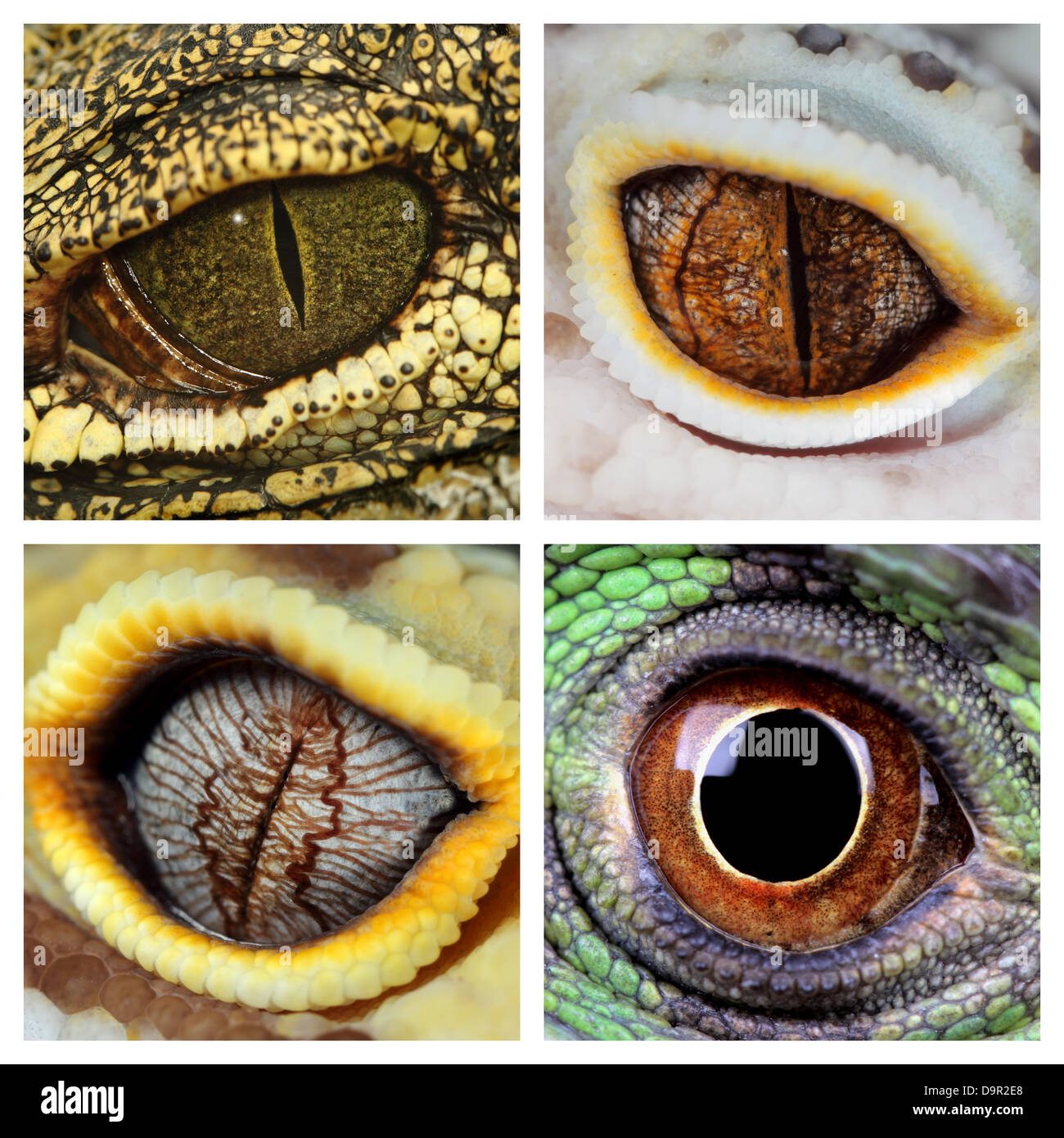 Un collage di gli occhi di quattro diversi rettili, un iguana verde, un coccodrillo e un leopard gechi Foto Stock