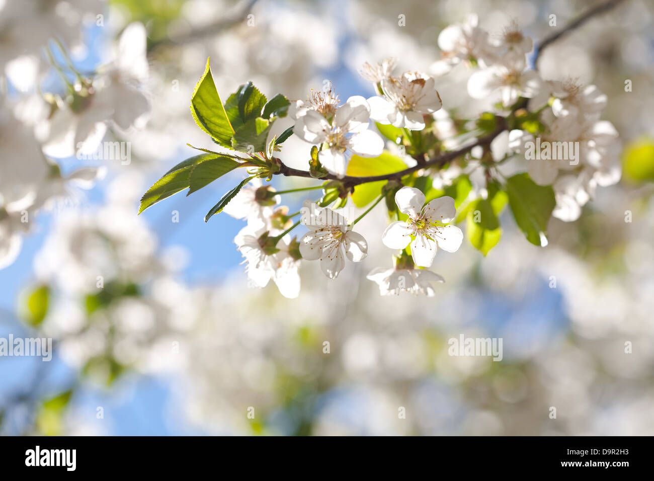 Fiori di Ciliegio in piena fioritura Foto Stock