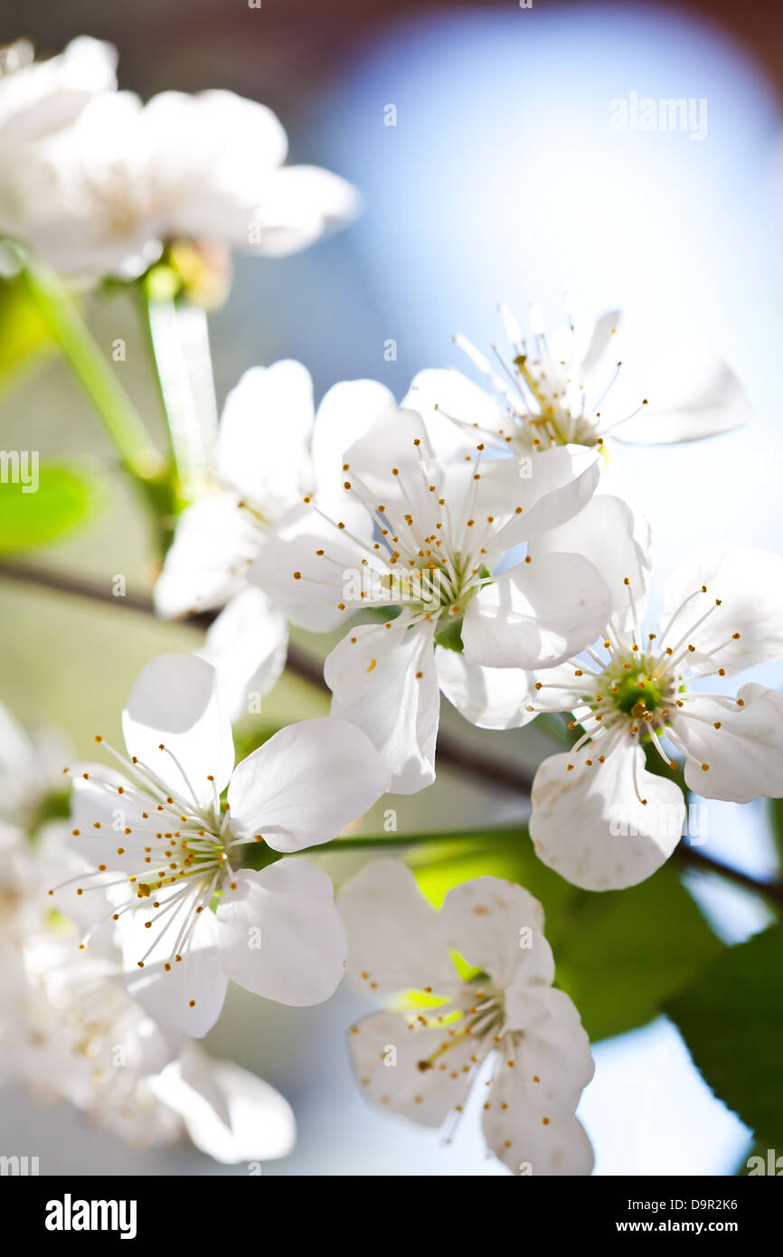 Fiori di Ciliegio in piena fioritura Foto Stock
