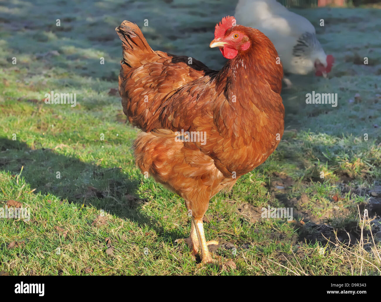 Red hen all'aperto in un cortile Foto Stock