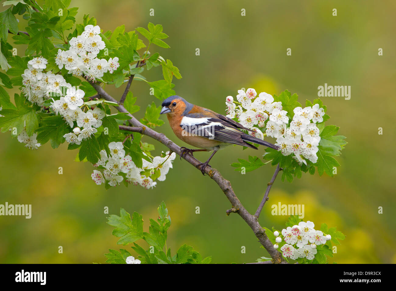 Fringuello Fringilla coelebs maschio su albero di biancospino con molla blossom Foto Stock