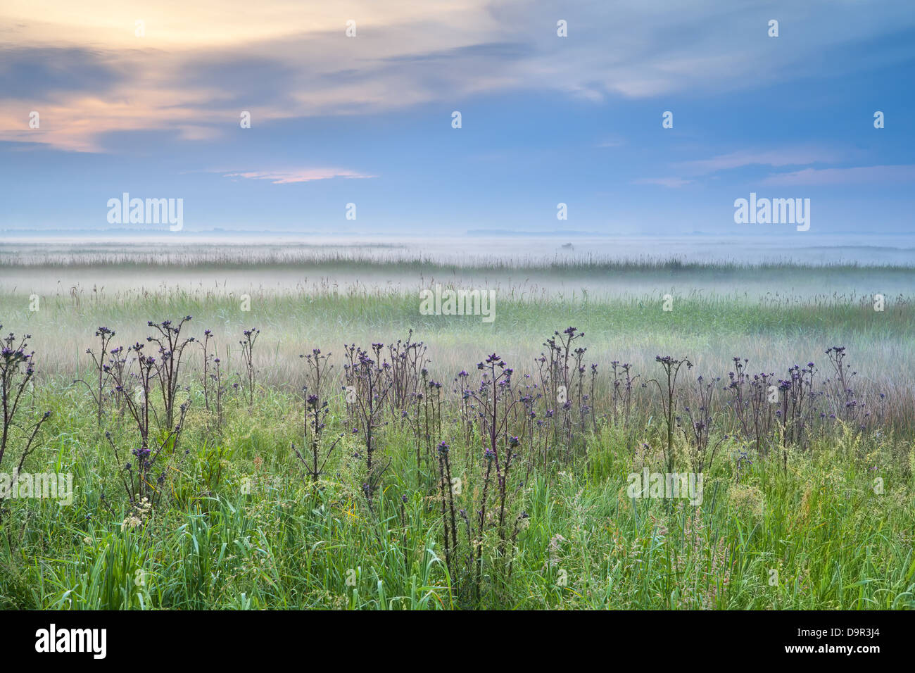 Fiori selvaggi sul prato in foschia mattutina, Drenthe Foto Stock