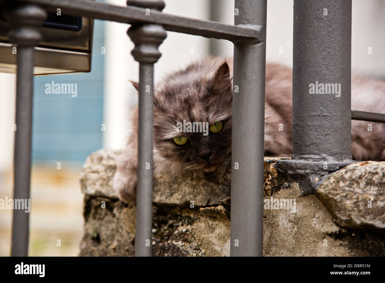 Close-up di un gatto su scale, Como, Lombardia, Italia Foto Stock