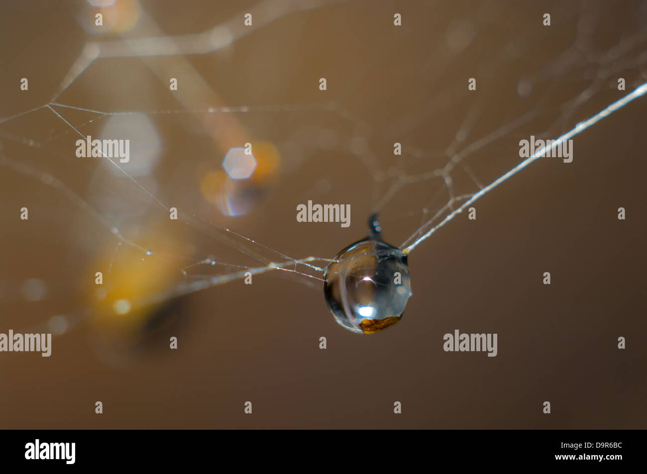 Bellissima vista ravvicinata della goccia d'acqua su una ragnatela, macro Foto Stock