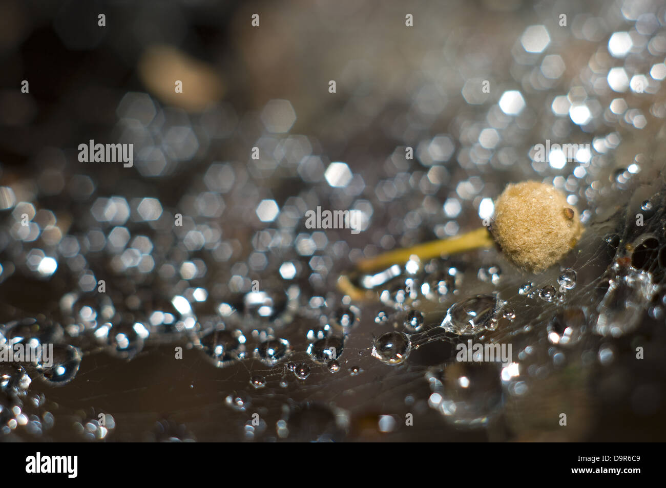 Bellissima vista ravvicinata di gocce di acqua su una ragnatela, macro Foto Stock