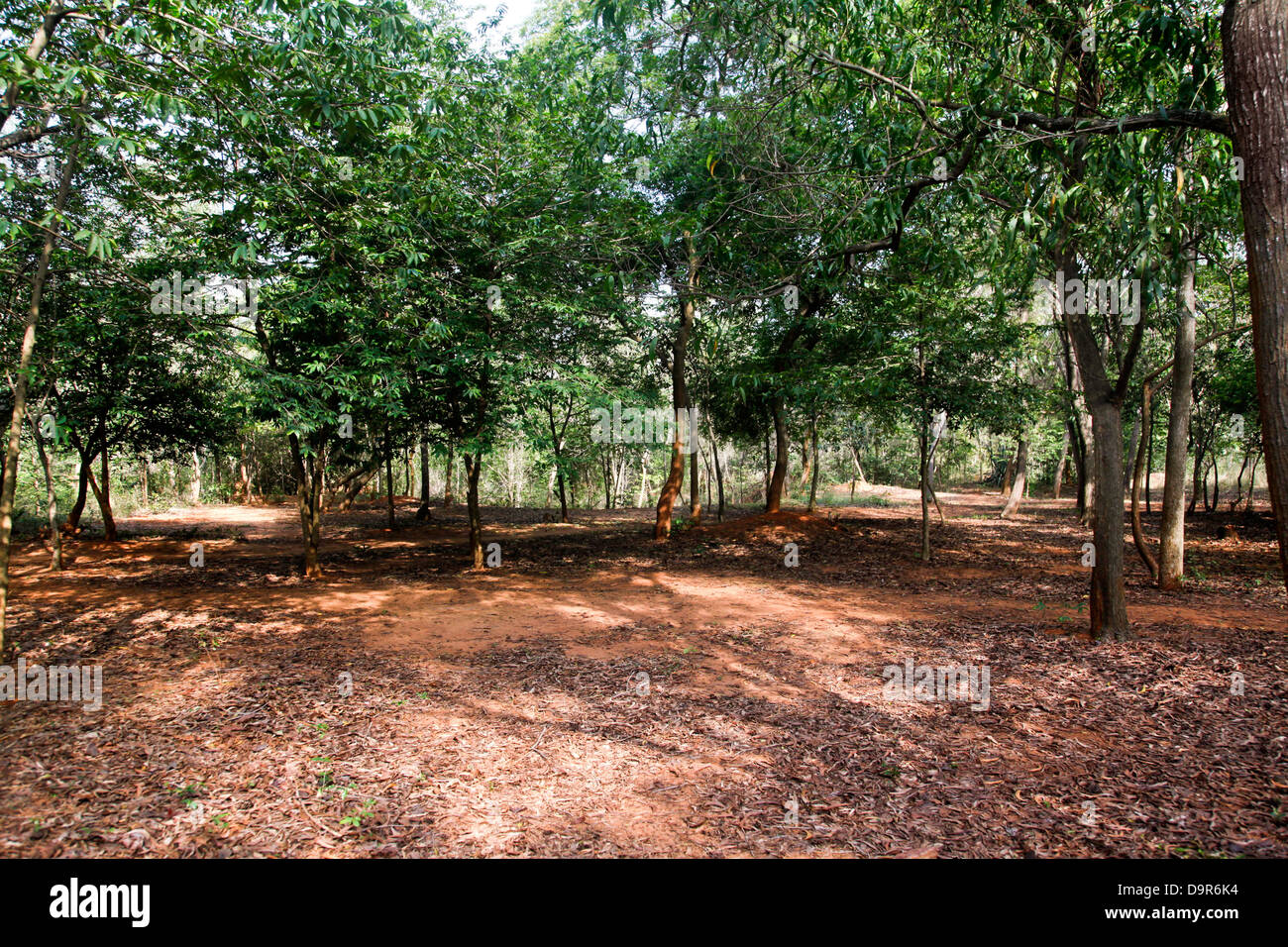 Alberi in un parco, Kambala Konda Eco Turismo Park (Majjisrinath), Visakhapatnam, Andhra Pradesh, India Foto Stock