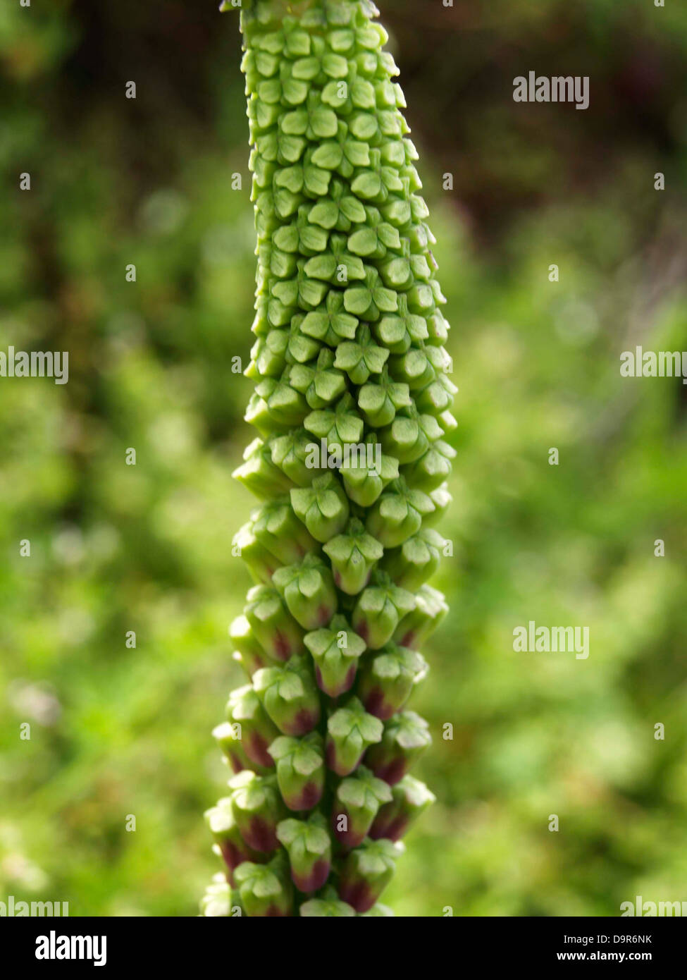 Struttura frattale impianto Foto Stock