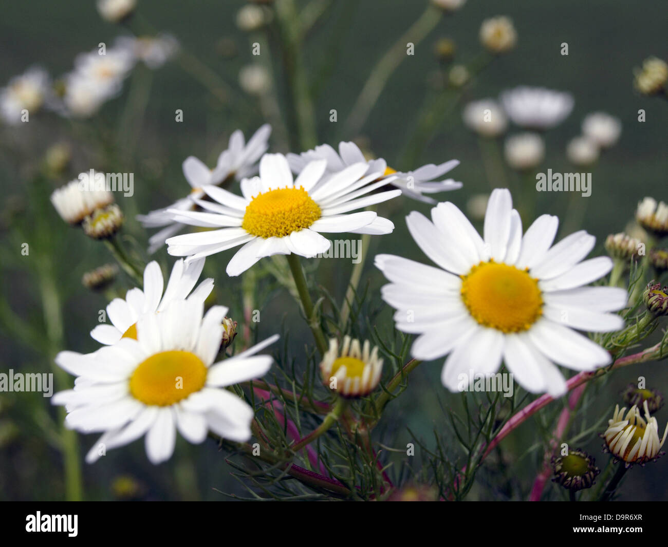 Matricaria chamomilla camomilla fiori bianchi guarigione pianta erbacea Foto Stock
