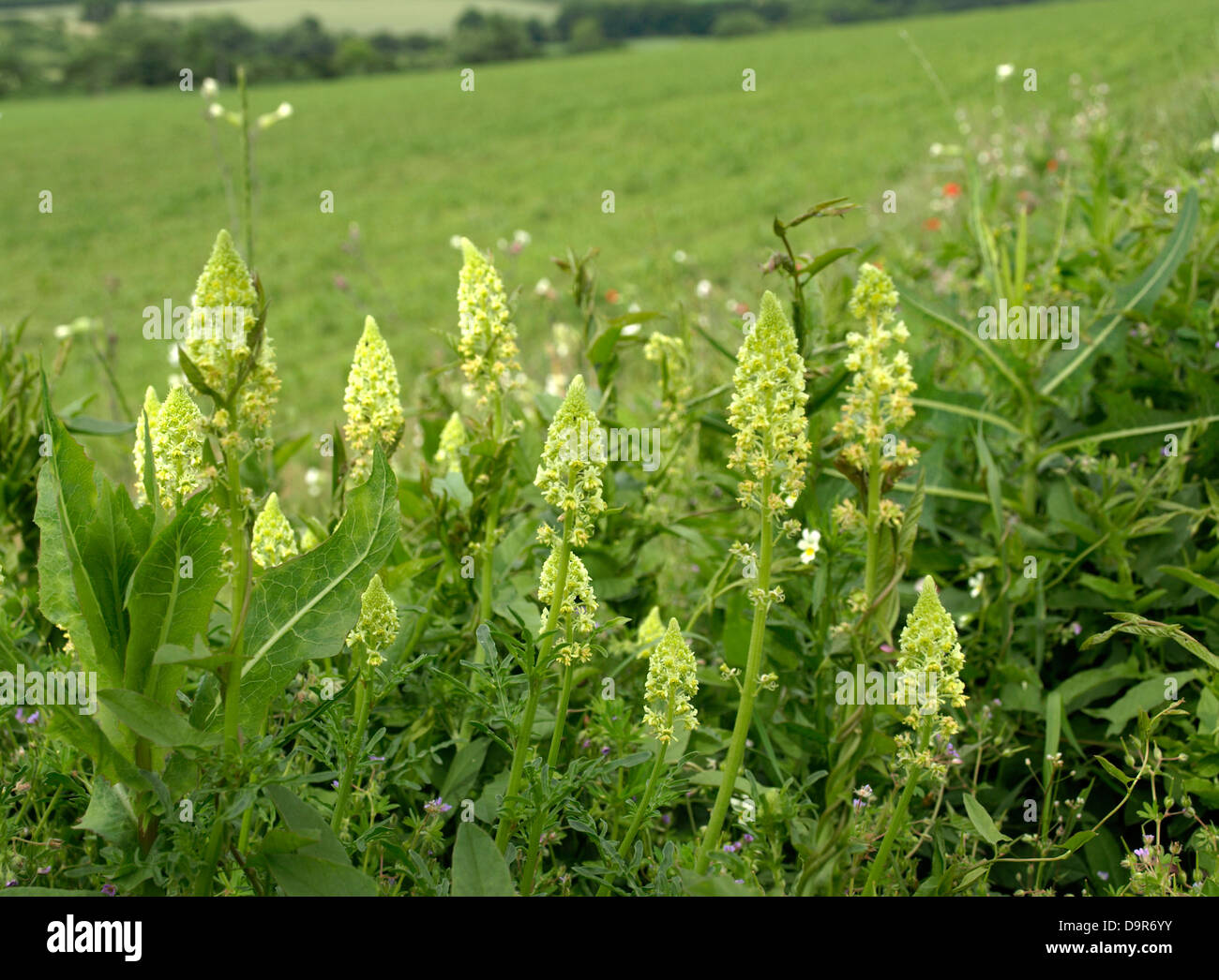 Reseda lutea o Wild Mignonette pianta erbacea che cresce accanto alla strada Foto Stock