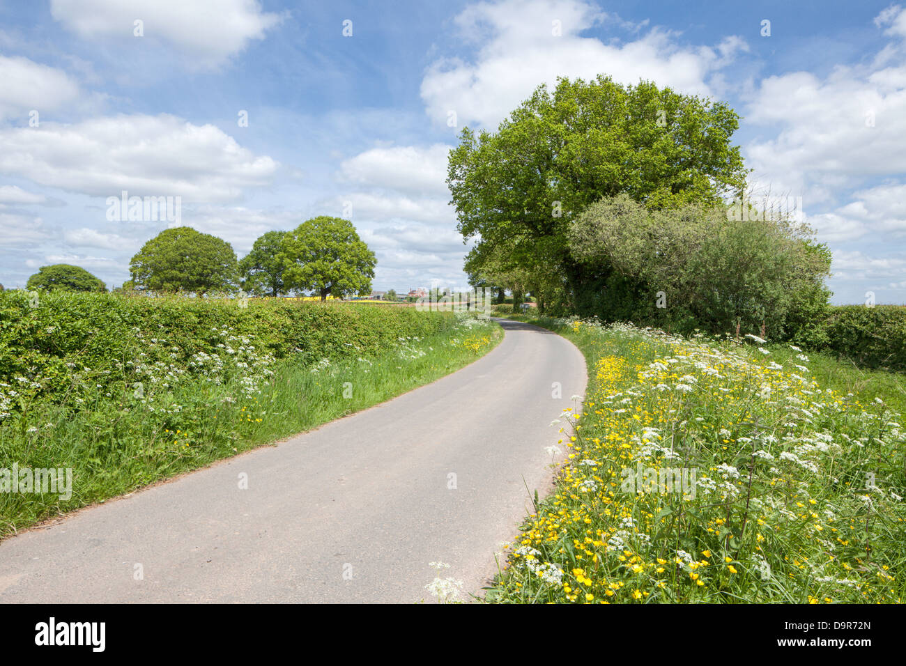 Paese di lingua inglese lane con fiori selvatici di rivestimento del sconfinano, Herefordshire, England, Regno Unito Foto Stock