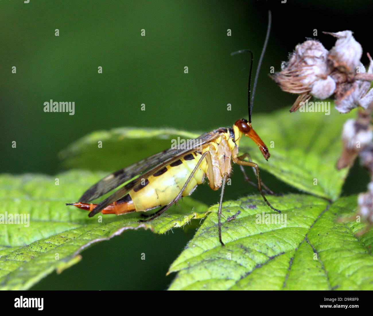 Close-up di una femmina scorpionfly comune ( Panorpa communis) Foto Stock