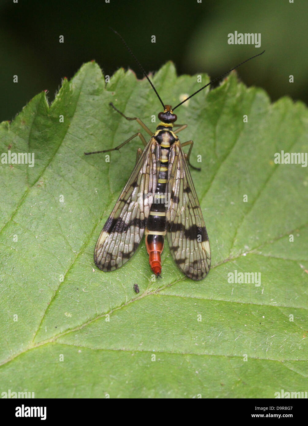 Close-up di una femmina scorpionfly comune ( Panorpa communis) Foto Stock